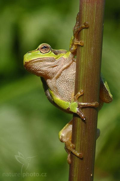 Rosnička zelená (Hyla arborea), Rosnička zelená (Hyla arborea), European tree frog, Autor: Ondřej Prosický | NaturePhoto.cz, Model: Canon EOS-1D Mark III, Objektiv: Canon EF 100mm f/2.8 Macro USM, Ohnisková vzdálenost (EQ35mm): 130 mm, stativ Gitzo 3540 LS + RRS BH55, Clona: 14, Doba expozice: 1/20 s, ISO: 160, Kompenzace expozice: -1/3, Blesk: Ne, Vytvořeno: 24. května 2008 15:33:52, Polanka nad Odrou (Česko)